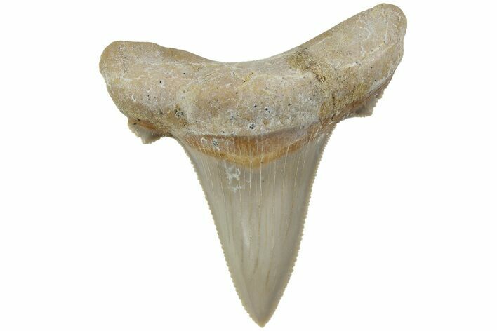 Serrated Sokolovi (Auriculatus) Shark Tooth - Dakhla, Morocco #225219